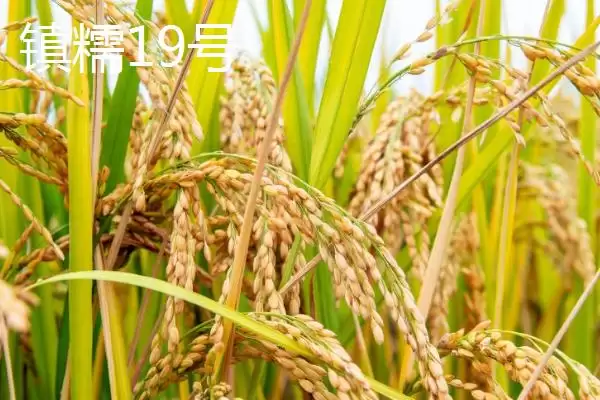 图片[3]-适合江苏种植的高产水稻品种(适合江苏种植的高产水稻品种有7种)-会东网