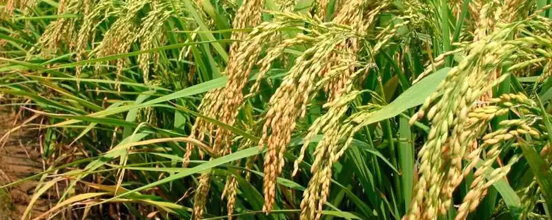 通系954水稻品种情况，每亩有效穗多少？-会东网
