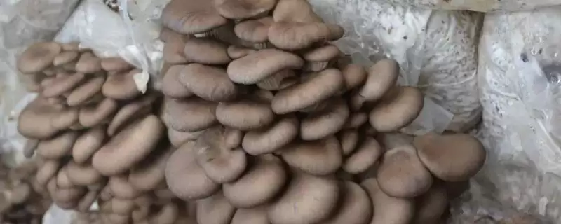 种植平菇的新方法,接种后通风何作用?-会东网