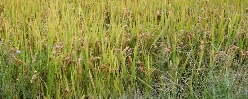特优1168水稻种子介绍(特优1168秧田每亩播种量10千克)-会东网