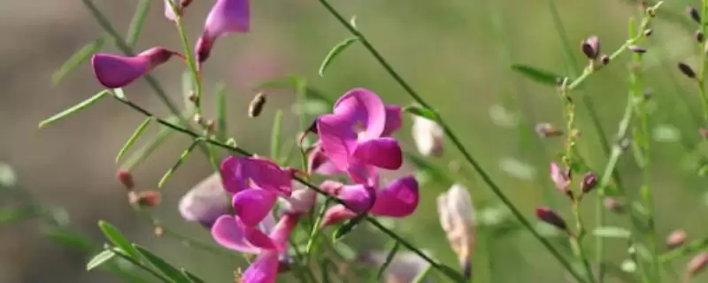 花棒树寓意着坚贞的爱情,背后有怎样的文化故事?-会东网