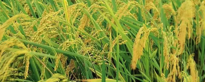 水稻亩产多少(水稻选合适品种能大大提高亩产量)-会东网