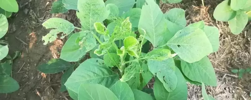 大豆蚜虫、大豆食心虫、豆荚螟等是常见虫害,它们分别在大豆生长的哪些阶段造成危害?大豆病虫害还有哪些?-会东网