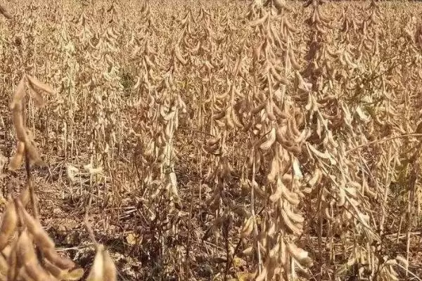 图片[4]-新疆黄豆亩产量高达811公斤，是哪些因素造就了高产奇迹？-会东网