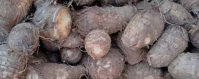 芋头不挖第二年温度回暖后还会再长吗?-会东网