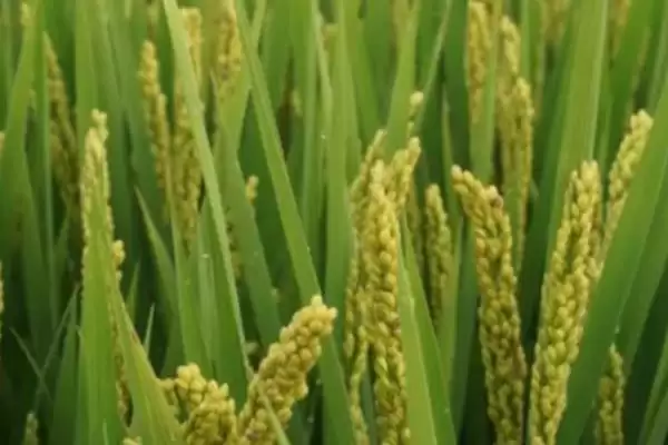 图片[2]-水稻只开花不结果的原因(水稻只开花不结果因青立病或缺营养)-会东网