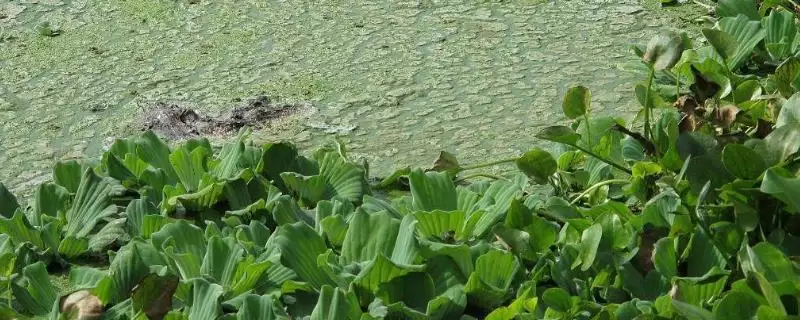 水白菜的分布(水白菜在我国珠江三角洲一带野生较多)-会东网