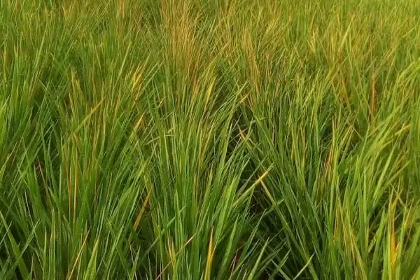图片[3]-水稻黄叶的原因及防治方法(水稻黄叶因中毒、缺氮或除草剂药害等)-会东网