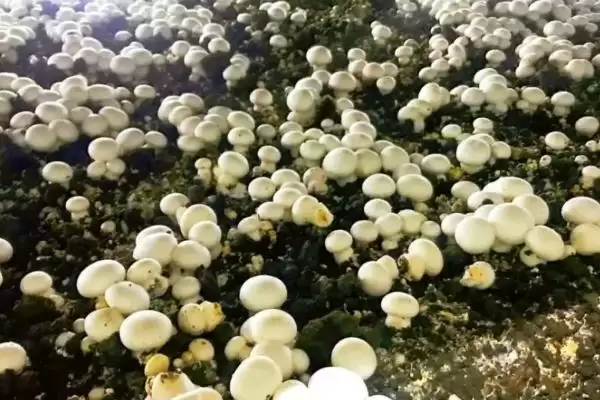 图片[4]-双孢菇怎么种植(种植双孢菇菌种要均匀撒在料面上)-会东网