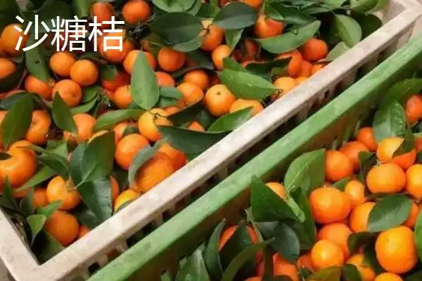 图片[2]-沙糖桔与蜜桔的区别(沙糖桔与蜜桔在颜色、外观、口感不同)-会东网