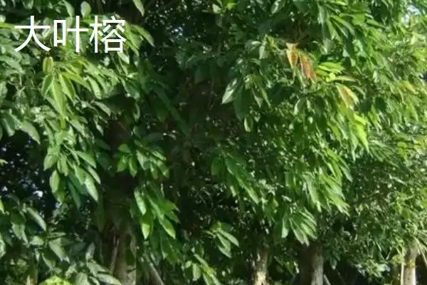 图片[5]-如何挑选榕树种子(挑选榕树种子选颗粒饱满有光泽的)-会东网