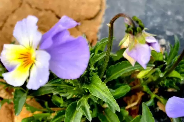 图片[3]-新手阳台适合种啥植物，芦荟有何种植优势？-会东网