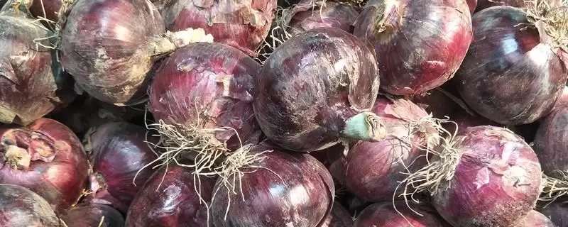 洋葱的种植方法，播种后浇水何作用？-会东网