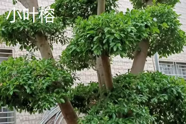 图片[4]-如何挑选榕树种子(挑选榕树种子选颗粒饱满有光泽的)-会东网
