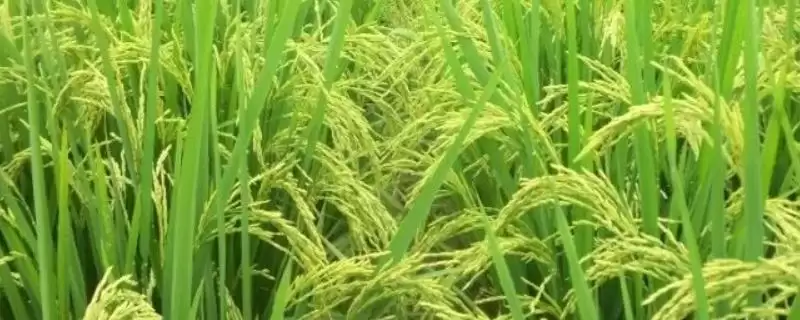水稻灌浆需要水吗(水稻灌浆初期不可灌深水需注意)-会东网