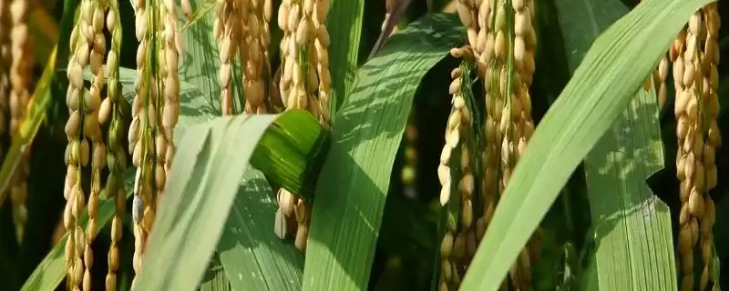 双桂A水稻品种简介(双桂A水稻在海南海口8月中旬播种)-会东网