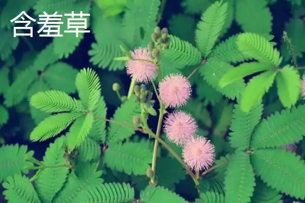 图片[9]-蓬莱松为何适于客厅盆栽观赏？还有哪些适合的植物？-会东网