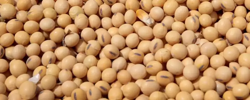菏豆39大豆种子,适宜播期为6月10~25日的原因是什么?-会东网