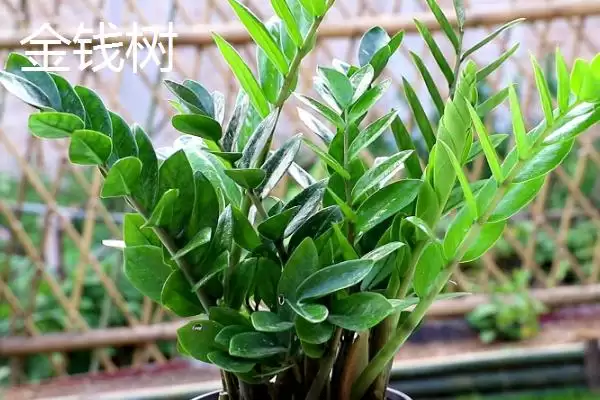 图片[4]-蓬莱松为何适于客厅盆栽观赏？还有哪些适合的植物？-会东网
