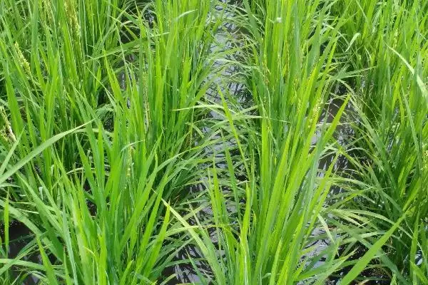 图片[2]-株两优819水稻种子特点，3月底播种原因？-会东网