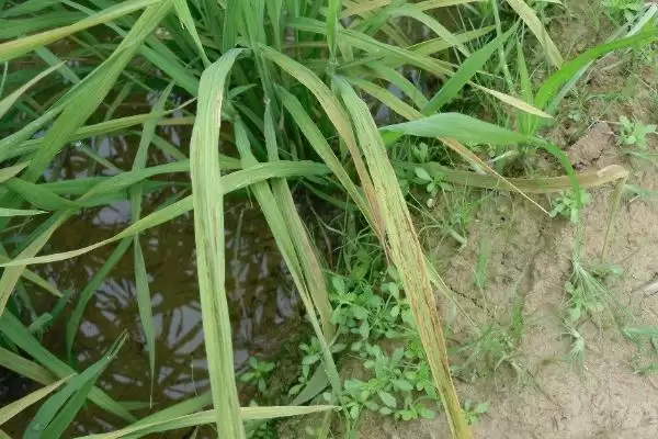 图片[4]-水稻黄叶的原因及防治方法(水稻黄叶因中毒、缺氮或除草剂药害等)-会东网