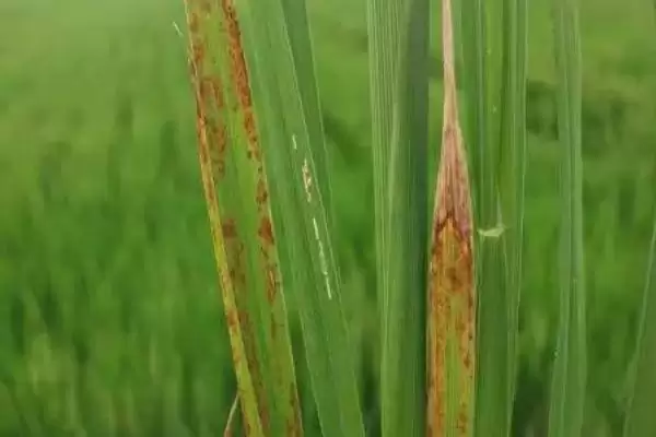 图片[3]-是什么原因引起水稻锈病(水稻锈病主因是土壤缺磷、钾等元素)-会东网