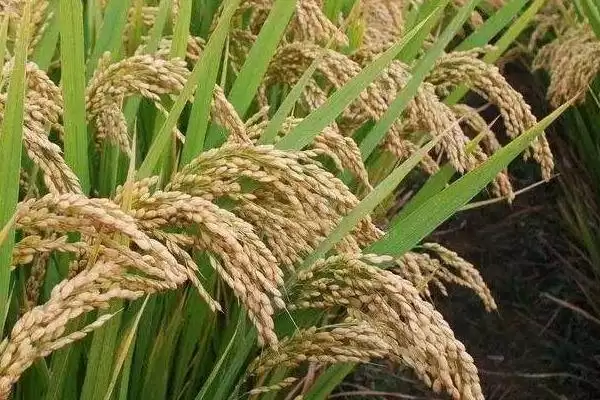 图片[3]-爽两优113水稻品种的特性(爽两优113水稻秧田亩播种量约10公斤)-会东网