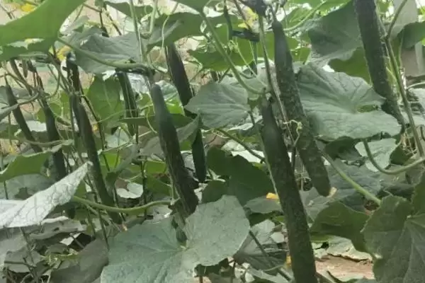 图片[4]-如何根除大棚黄瓜苦味(根除大棚黄瓜苦味首先要选良种)-会东网