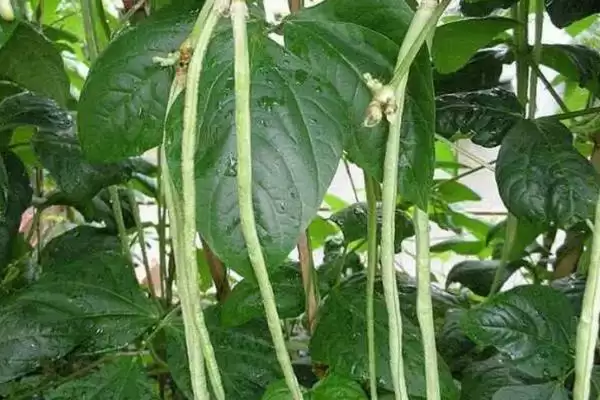 图片[2]-大棚豆角夜间温度保持在15-20℃左右的原因是什么？温度过高或过低会对豆角产生什么影响？-会东网