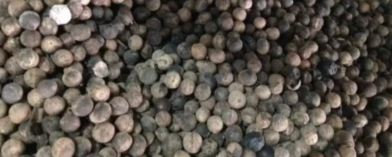 如何挑选榕树种子(挑选榕树种子选颗粒饱满有光泽的)-会东网