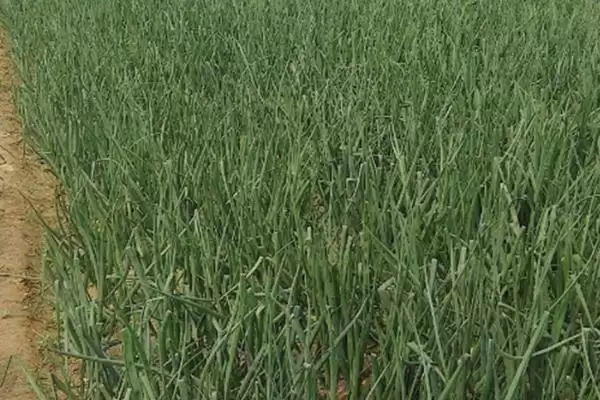 图片[14]-洋葱的种植方法，播种后浇水何作用？-会东网