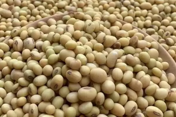 图片[3]-大豆自留种多年会有什么问题？大豆自留种除了不可多年留种还有哪些注意事项？-会东网