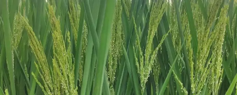 水稻幼穗分化时要注意哪些事项(水稻幼穗分化注意光、水、温等管理)-会东网