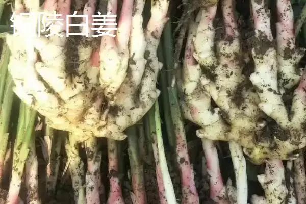 图片[5]-生姜种子的价格(生姜种子的价格一般每斤在5-15元左右)-会东网