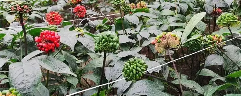 文山特产有哪些,文山三七有何特点?-会东网