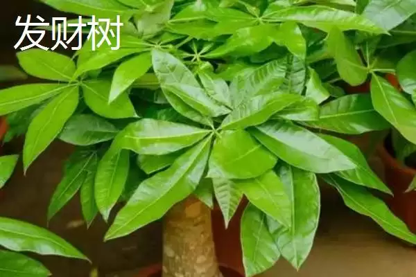 图片[3]-蓬莱松为何适于客厅盆栽观赏？还有哪些适合的植物？-会东网