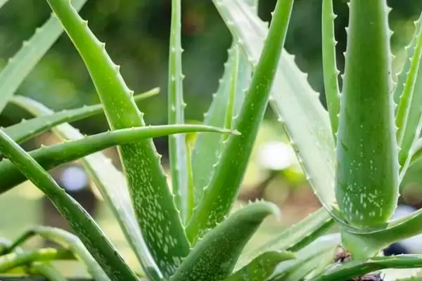 图片[2]-新手阳台适合种啥植物，芦荟有何种植优势？-会东网