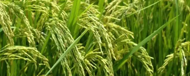 旺两优1577水稻种子特点,全生育期多少天?-会东网