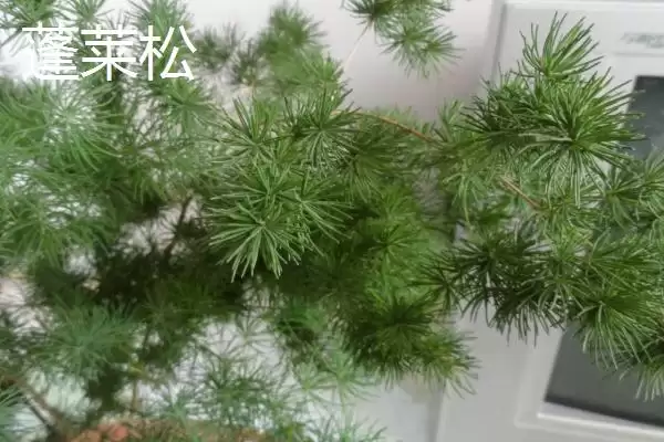 图片[5]-蓬莱松为何适于客厅盆栽观赏？还有哪些适合的植物？-会东网