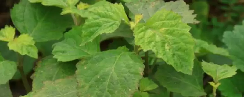 广东种植砂仁、益智、广藿香等药材能挣钱，背后的市场需求和种植要点有哪些？-会东网