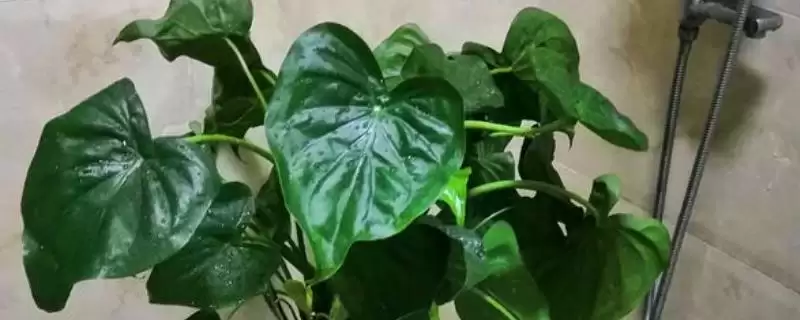 滴水观音叶子发黄,浇水不透彻或者盆土长期过湿的影响机制是什么?还有哪些原因会导致叶子发黄?-会东网