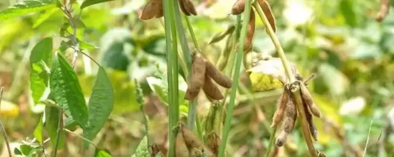 黑豆对土壤要求不高但需要较多水分,水分过多或过少会有什么影响?-会东网
