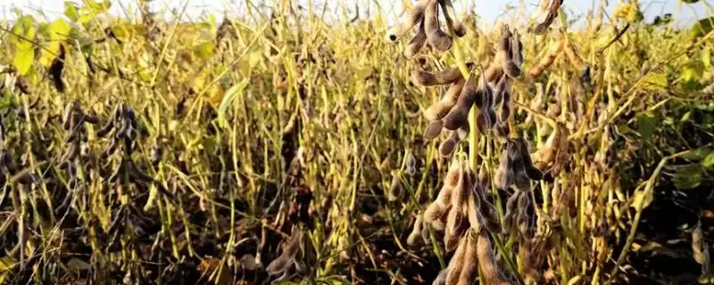 大豆自留种多年会有什么问题?大豆自留种除了不可多年留种还有哪些注意事项?-会东网