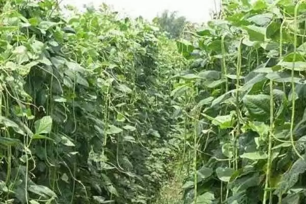 图片[4]-豆类蔬菜花期为何要避免田间出现积水？豆类蔬菜的水肥管理还有哪些关键要点？-会东网