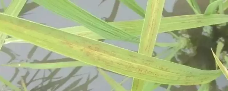 是什么原因引起水稻锈病(水稻锈病主因是土壤缺磷、钾等元素)-会东网
