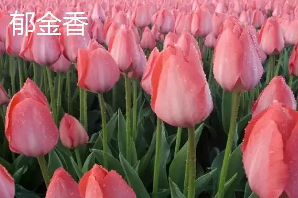 图片[8]-蓬莱松为何适于客厅盆栽观赏？还有哪些适合的植物？-会东网