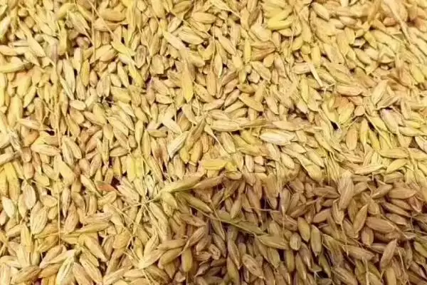 图片[3]-水稻亩产多少(水稻选合适品种能大大提高亩产量)-会东网