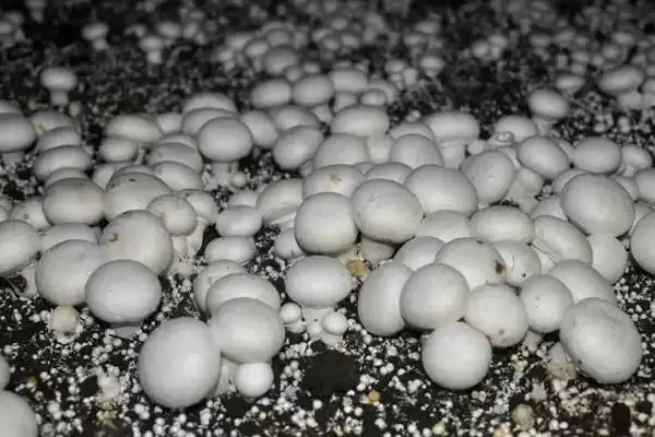 图片[3]-双孢菇怎么种植(种植双孢菇菌种要均匀撒在料面上)-会东网