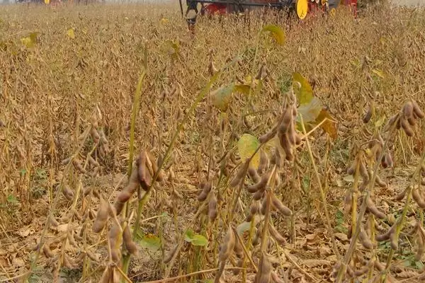 图片[4]-高油品种的东农61大豆品种，高油特性是如何遗传和培育的？-会东网