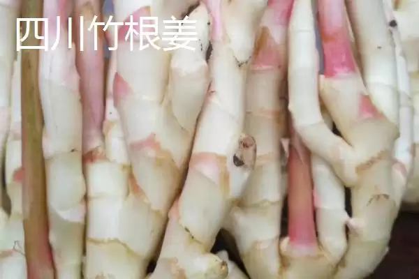 图片[6]-生姜种子的价格(生姜种子的价格一般每斤在5-15元左右)-会东网